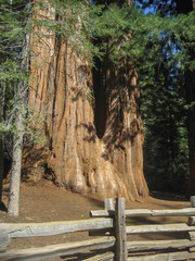 Giant Sequoia Tree Trunk