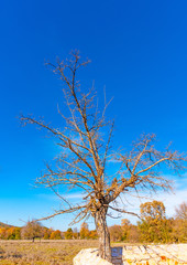 the branches of a tree in Peleta village in southern Greece