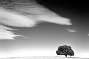 La Campi&ntilde;a II