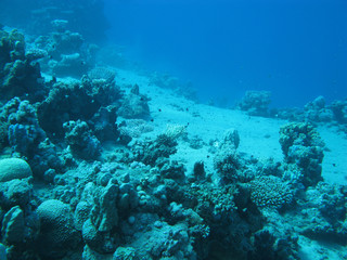 coral reef at great depth in tropical sea , underwater