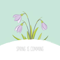 Spring flowers card with snowdrops