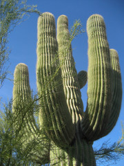 Old Survivor Saguaro