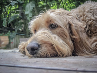 Golden Doodle on Deck