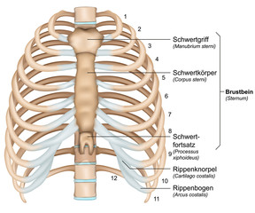 anatomie brustkorb, rippen mit beschreibung deutsch, latain