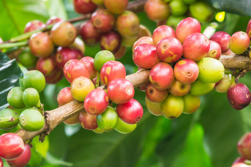 coffee bean on tree wait for corp