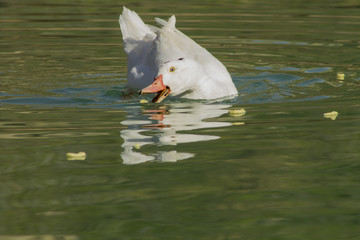 white duck eating