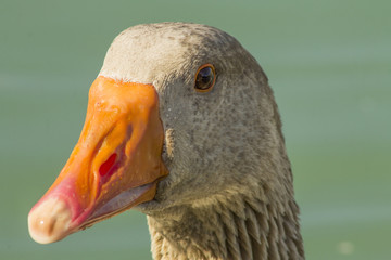 orange beak brown duck