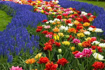 Muscari flowers
