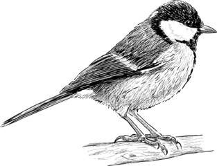 titmouse © makar