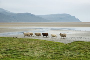 Obraz premium Raudisandur in Westfjords of Iceland