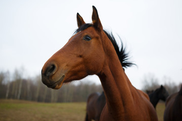 Obraz premium horse on the meadow