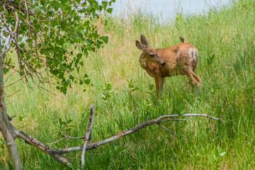 Deer in Field With Bird in Daytime Horizontal