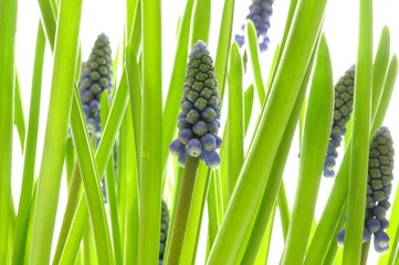 Frühlingsblumen