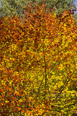 Fototapeta na wymiar beech in autumn