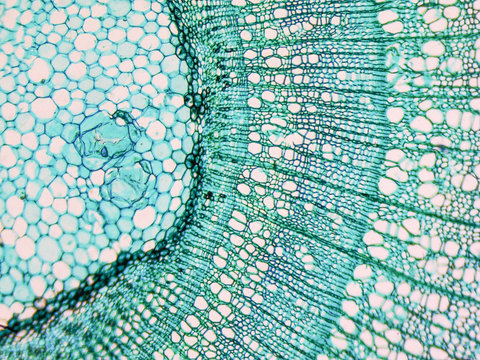 Tilia stem micrograph