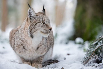 Lynx in Snow