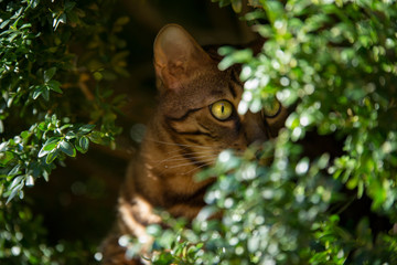 Naklejka na ściany i meble Bengal Cat in Bush