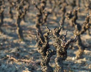 Vignes en hiver