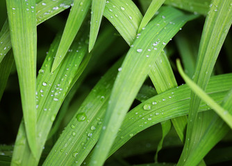green grass with water droplet in sunshine