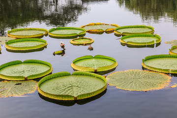 king lotus at pond