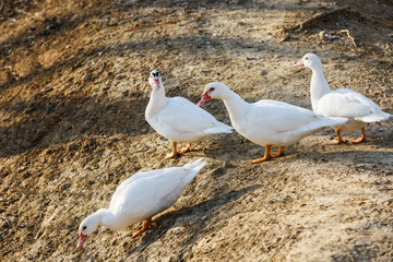 White ducks walking on the road