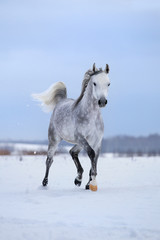 Obraz na płótnie Canvas Arabian gray horse runs on snow field.