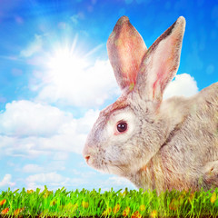 Rabbit on a green grass against sunny sky.