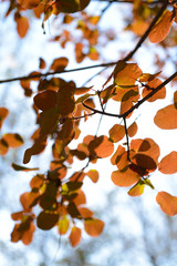 Autumn tree twigs on sky background