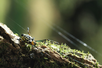 yellow-black spider in her spiderweb