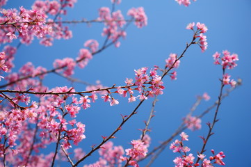 Pink Sakura Flowers in Springtime