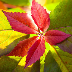 red leave with backlight