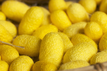 a lot of yellow cocoon silkworm