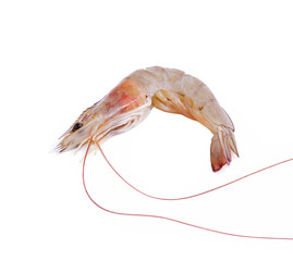 Shrimp  with white background