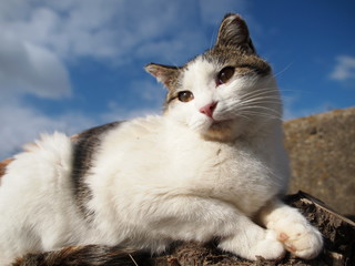 A blue sky and cat