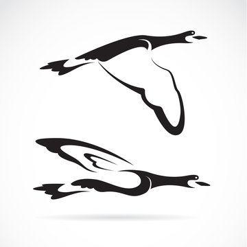 Vector image of an flying wild duck on white background