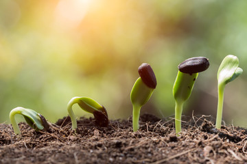 seed root on soil with sunbeam new life concept