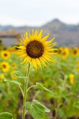 Sunflower in the field 
