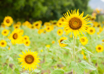Sunflower in the field 
