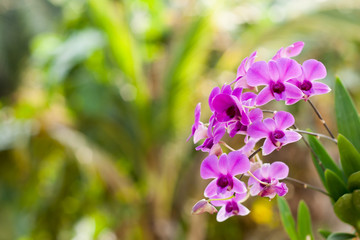 Purple orchid flower, selective focus with blur background
