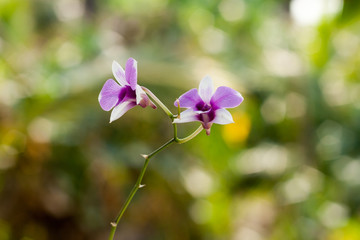 Purple orchid flower, selective focus with blur background

