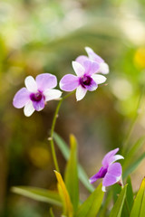 Naklejka premium Purple orchid flower, selective focus with blur background 