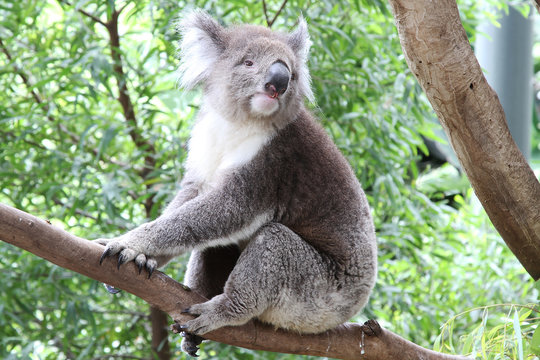 Wild Koala Bear in Australia