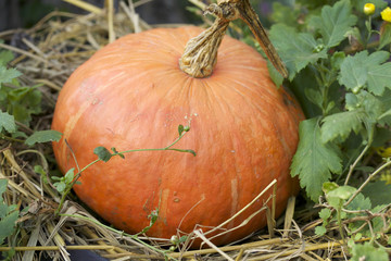 fresh pumpkins