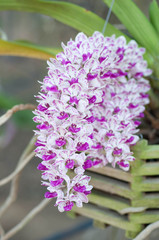 close up of beautiful  orchids