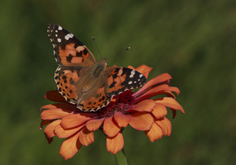 close up of Painted Lady butterfly on zinnia flower