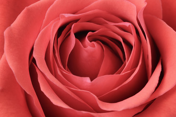beautiful macro photo of rose rose