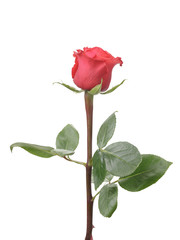Obraz premium Single rose rose isolated on white background