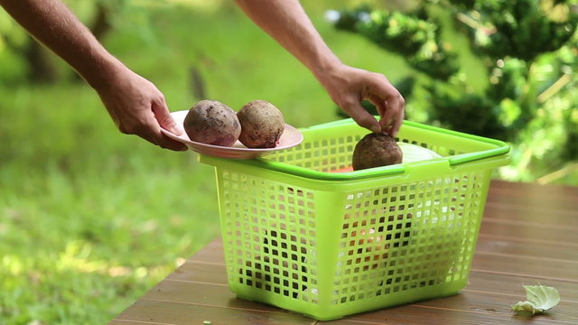 man gaining only beet from basket for cooking traditional ukrain