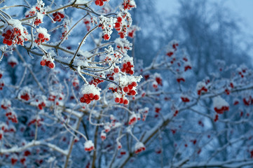 Red berries of viburnum with hoarfrost