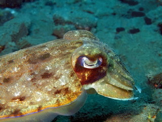 Сuttlefish, Island Bali, Tulamben